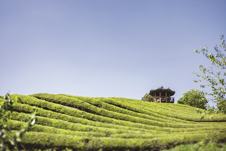 15-2 하동 정금차밭